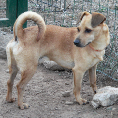Petangels Startseite